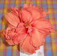 Chinese Hibiscus Hollys Pride (Hibiscus rosa-sinensis)