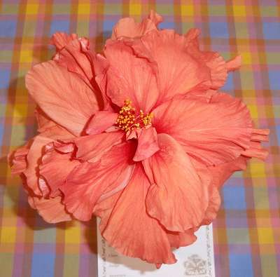 Hibiscus Hollys Pride (Hibiscus rosa - sinensis) - Ladybird Nursery