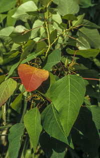 Bleeding Heart Tree (Homalanthus populifolius)