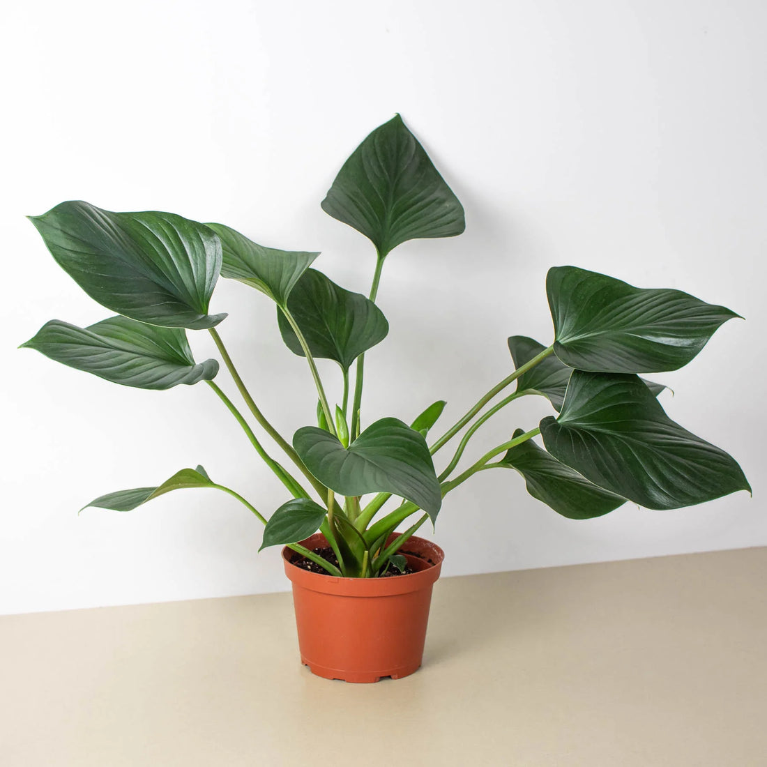 Homalomena Compact - Ladybird Nursery