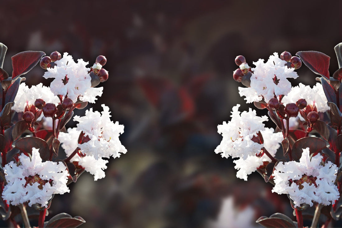 Crepe Myrtle Diamonds in the Dark Blush (Lagerstroemia) - Ladybird Nursery