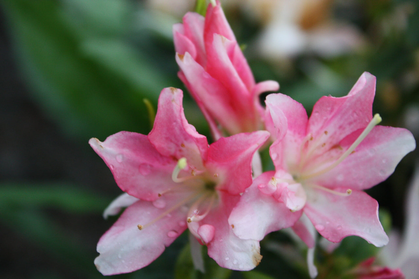 Azalea Honey Bunch