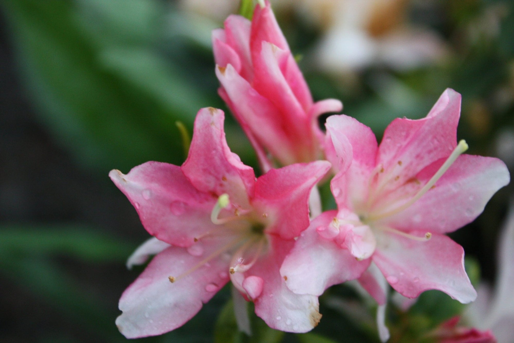 Azalea Honey Bunch - Ladybird Nursery
