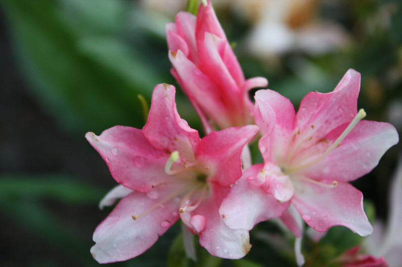 Azalea Honey Bunch