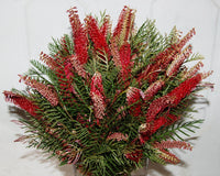 Grevillea 'Hookeriana' - Ladybird Nursery