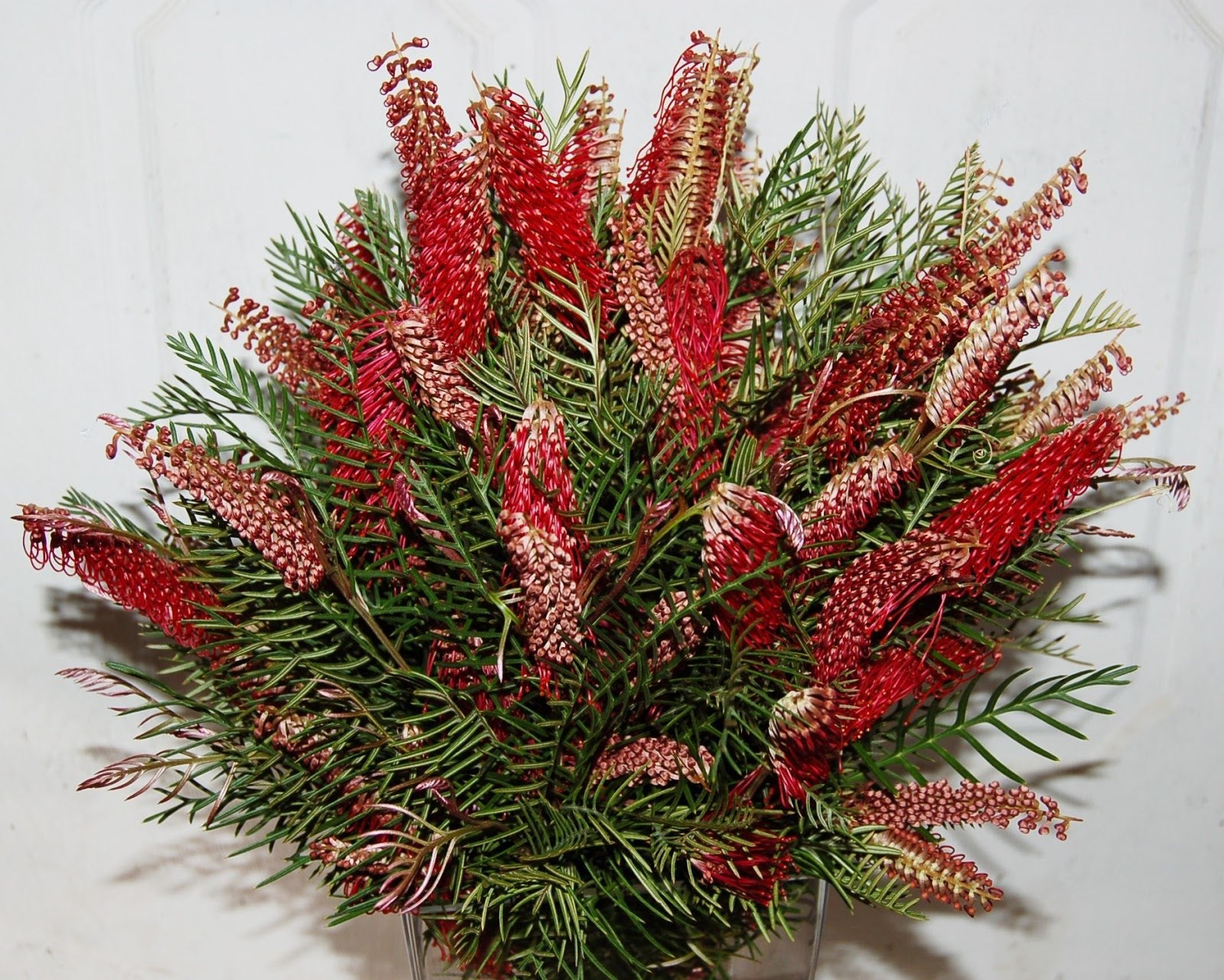 Grevillea 'Hookeriana' - Ladybird Nursery