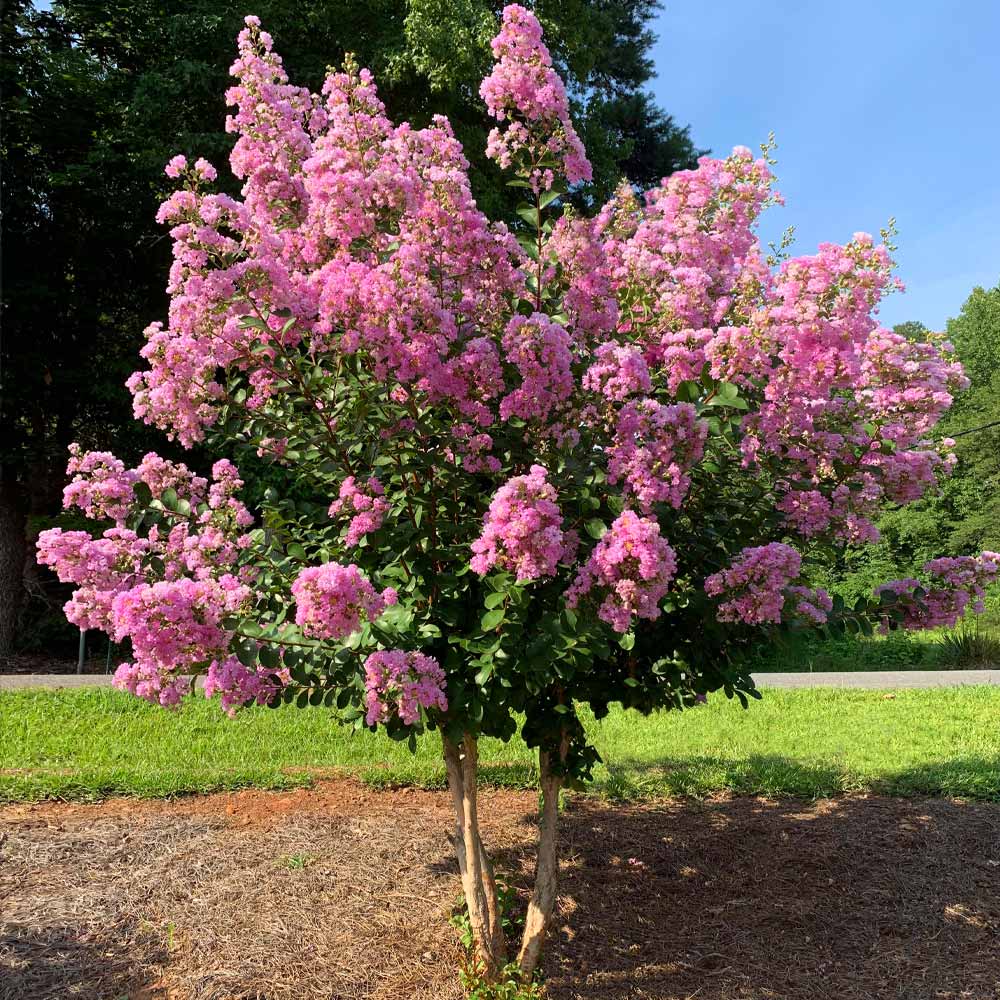 Crepe Myrtle Hopi (Lagerstroemia) - Ladybird Nursery