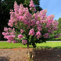 Crepe Myrtle Hopi (Lagerstroemia) - Ladybird Nursery