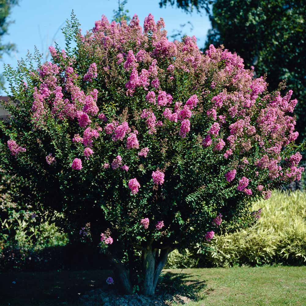 Crepe Myrtle Bush Form x fauriei Hopi (Lagerstroemia indica) - Ladybird Nursery