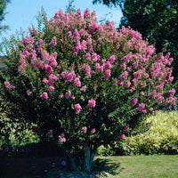 Crepe Myrtle Bush Form x fauriei Hopi (Lagerstroemia indica)