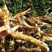 Horseradish
