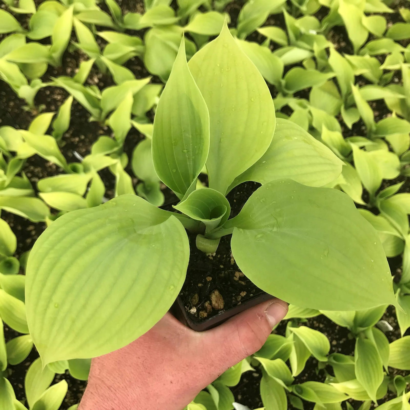 Plantain Lily Sum and Substance (Hosta ) - Ladybird Nursery