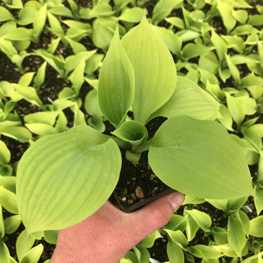 Plantain Lily Sum and Substance (Hosta )