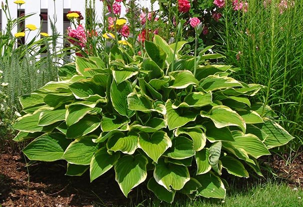 Plantain Lily Francee (Hosta fortunei) - Ladybird Nursery