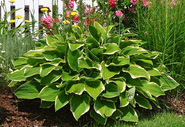 Plantain Lily Francee (Hosta fortunei)