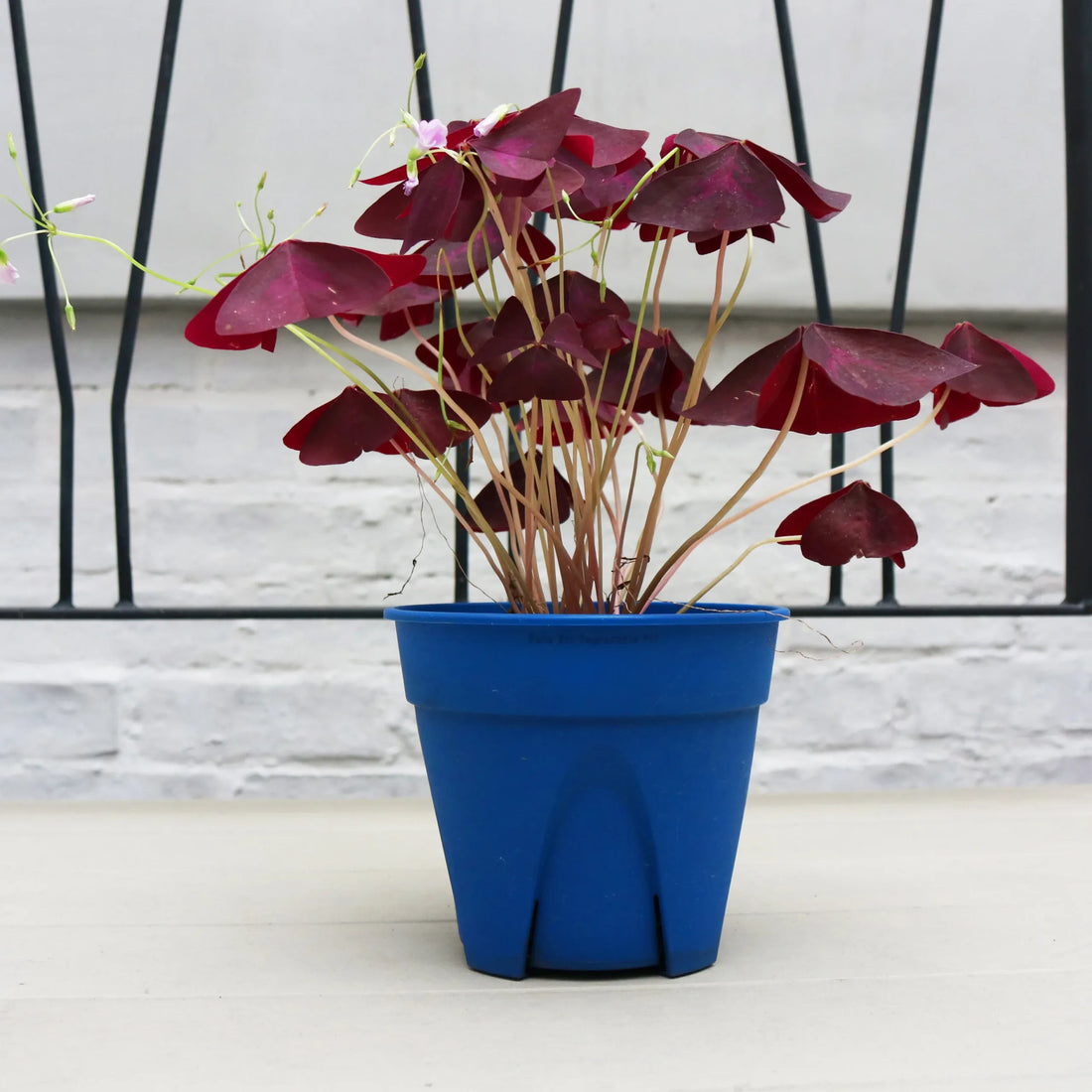 Purple Shamrock Purpurea (Oxalis triangularis) Pickup ONLY - Ladybird Nursery