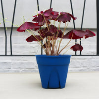 Purple Shamrock Purpurea (Oxalis triangularis) Pickup ONLY
