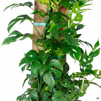 Dwarf Monstera (Rhaphidophora tetrasperma)