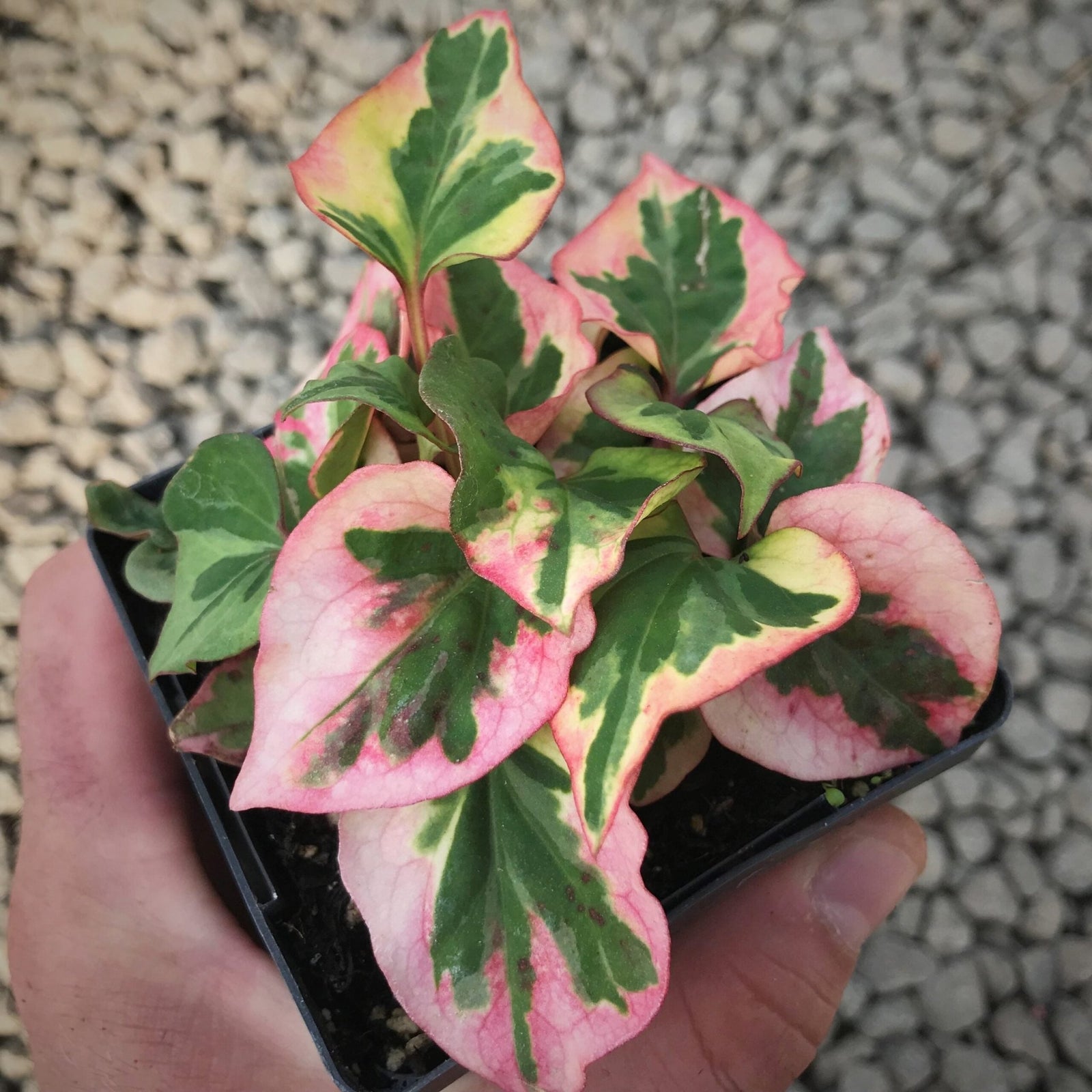 Chameleon Plant Variegata (Houttuynis cordata) - Ladybird Nursery