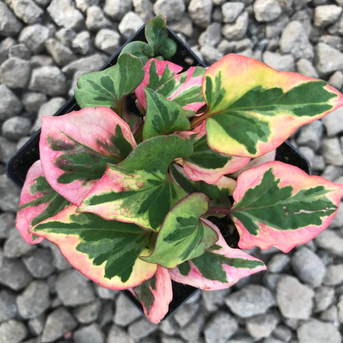Chameleon Plant Variegata (Houttuynis cordata) - Ladybird Nursery