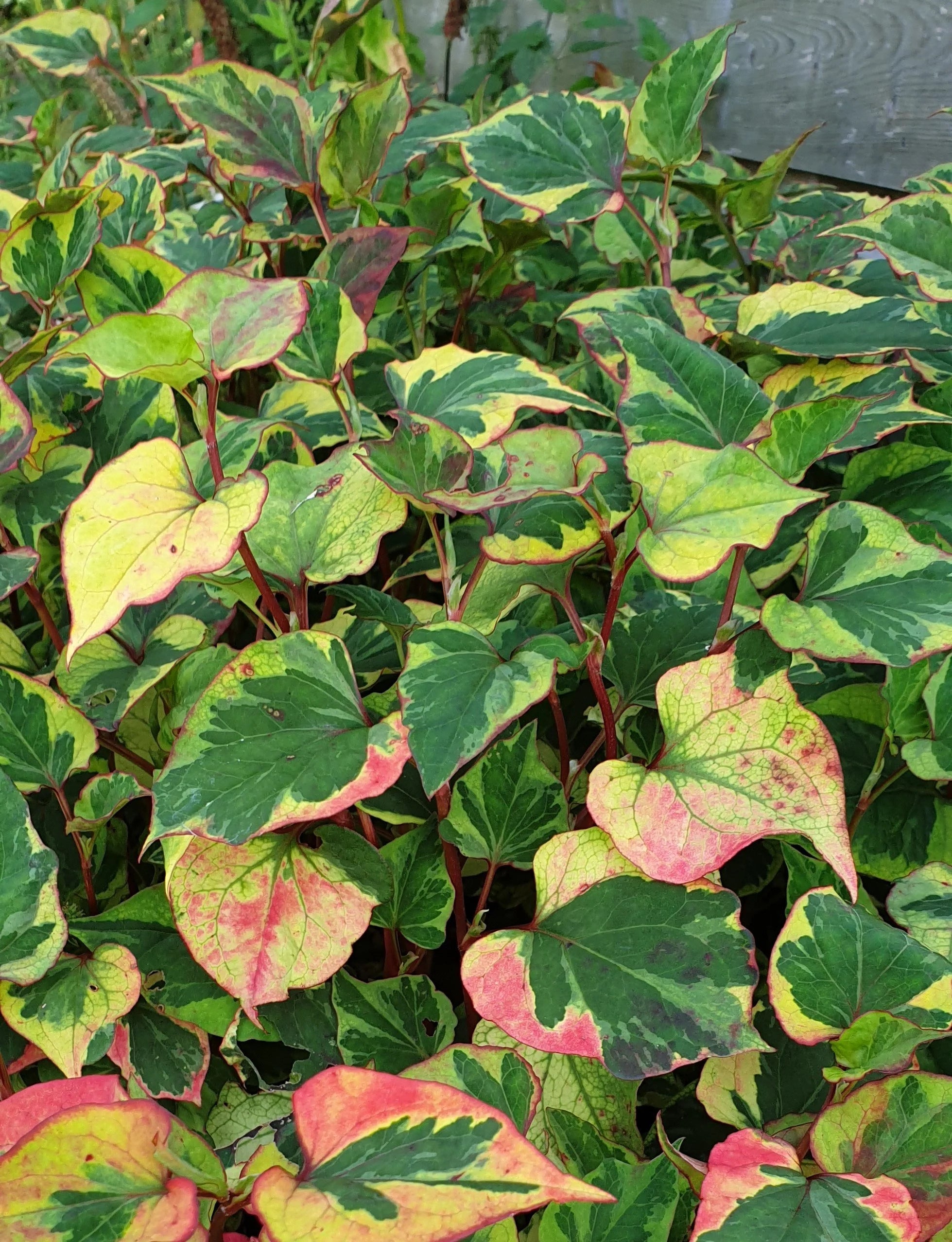 Chameleon Plant Variegata (Houttuynis cordata) - Ladybird Nursery