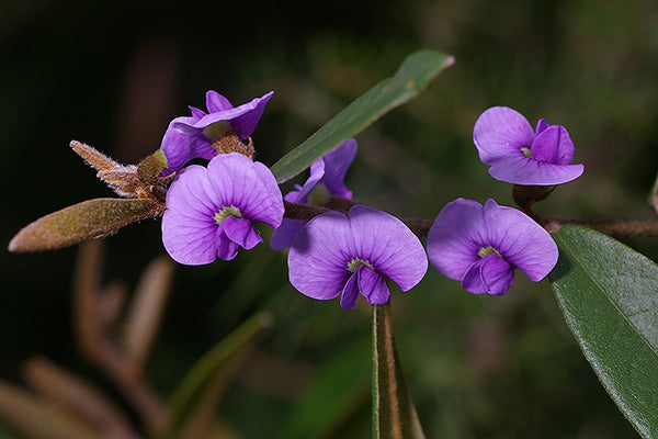 Purple Hovea (Hovea acutifolia)
