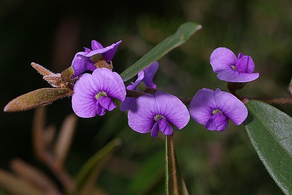 Purple Hovea (Hovea acutifolia) - Ladybird Nursery