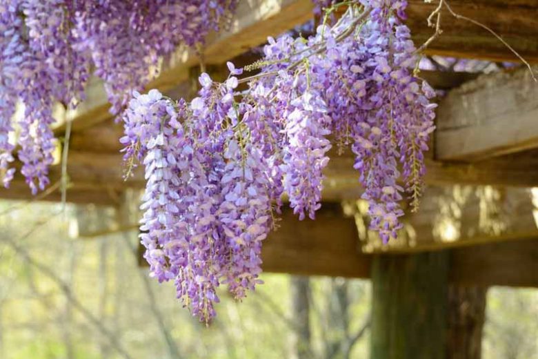 Chinese Wisteria Rosea (Wisteria sinensis)
