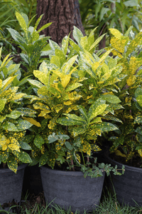 Croton Gold Dust (Codiaeum variegatum)
