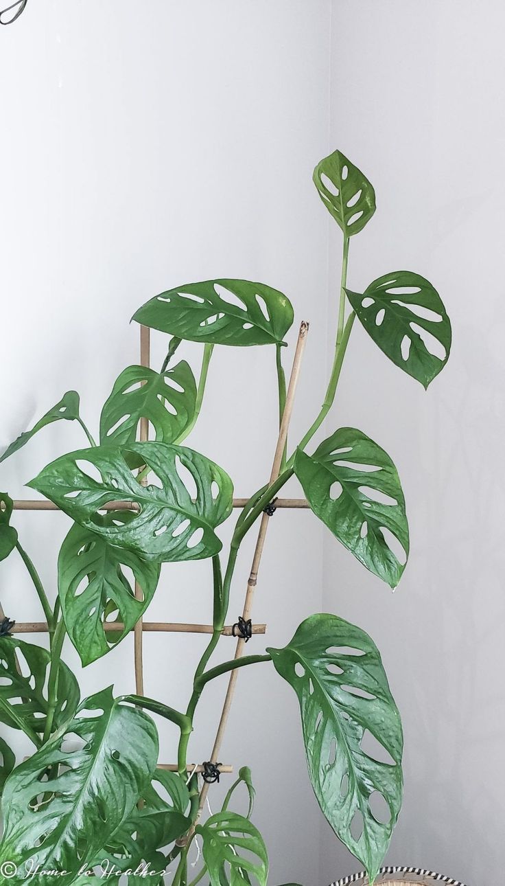 Swiss Cheese Plant (Monstera adansonii)