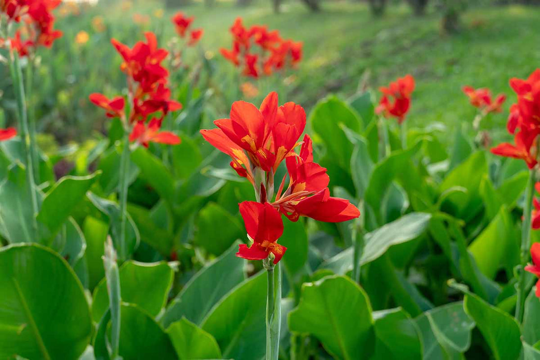 Canna Red Panther (Canna) - Ladybird Nursery