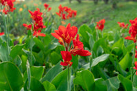Canna Red Panther (Canna)