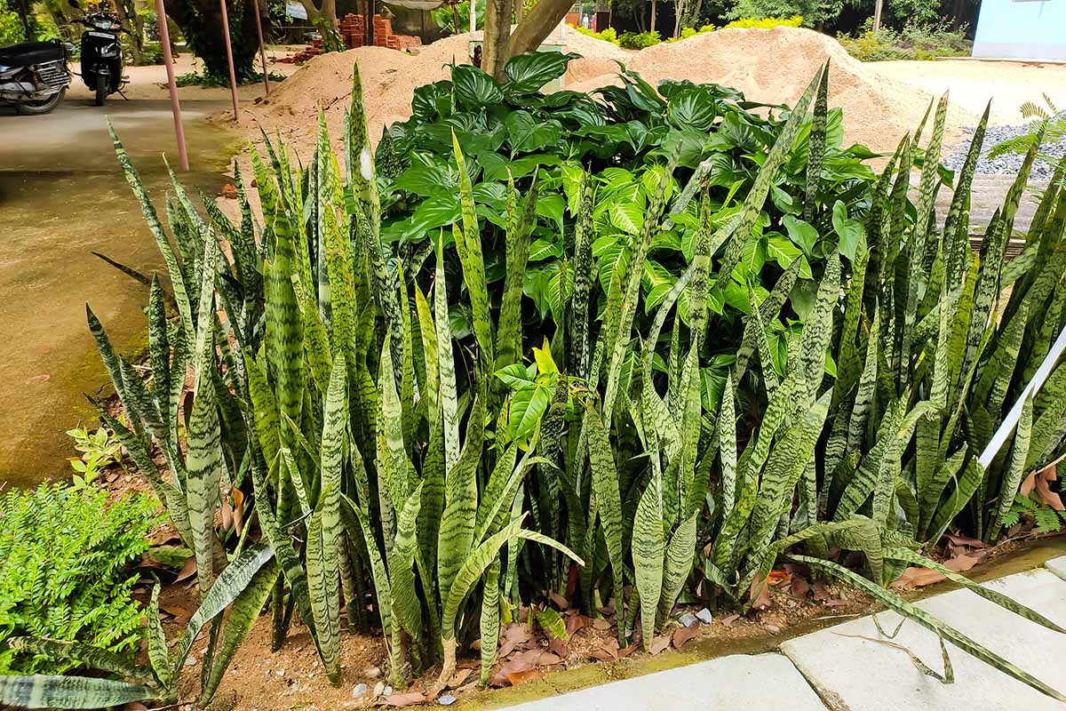 Snake Plant (Sansevieria stuckyi)