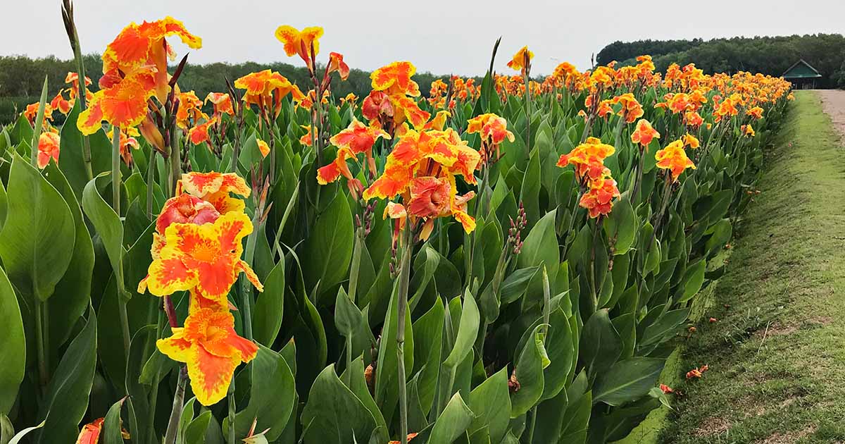 Canna generalis Dwarf (Canna x.)