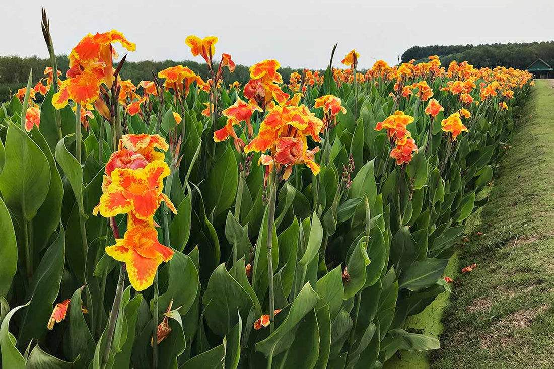 Canna South Pacific Bronze Orange (Canna) - Ladybird Nursery