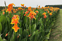 Canna South Pacific Bronze Orange (Canna)