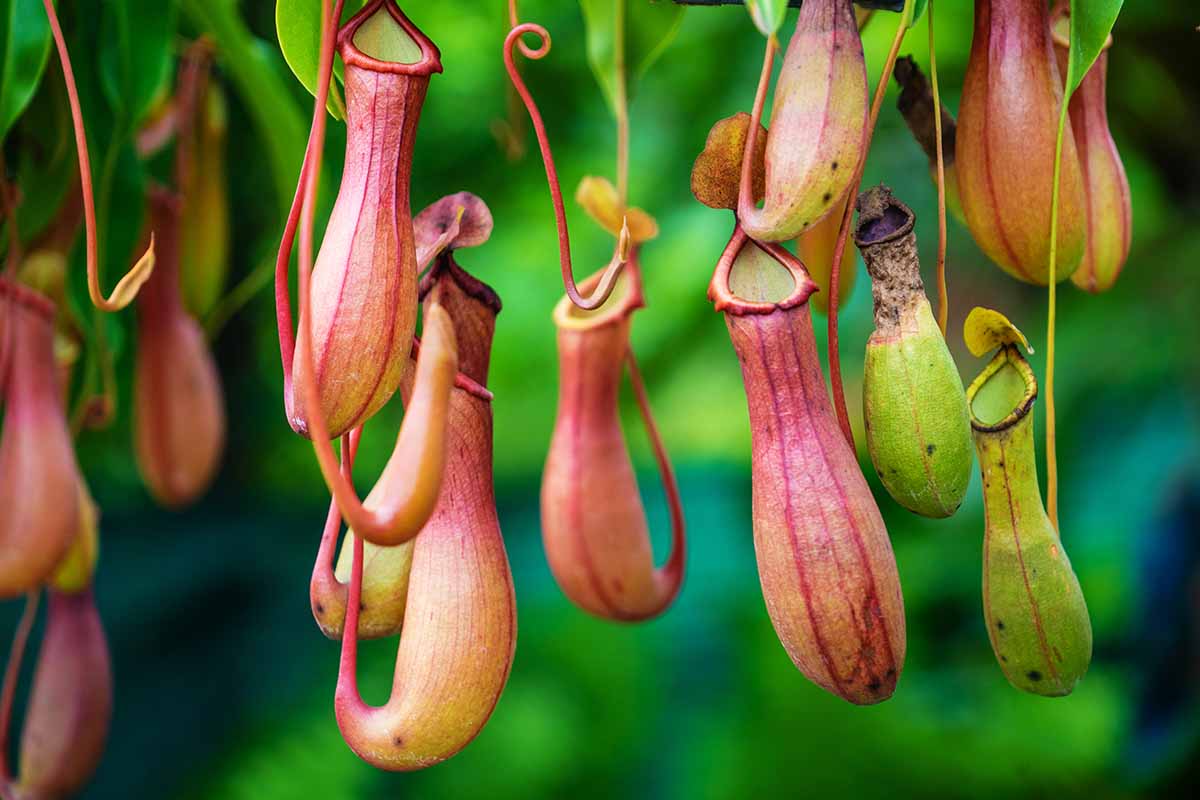 Tropical Pitcher Plant (Nepenthes spp.)