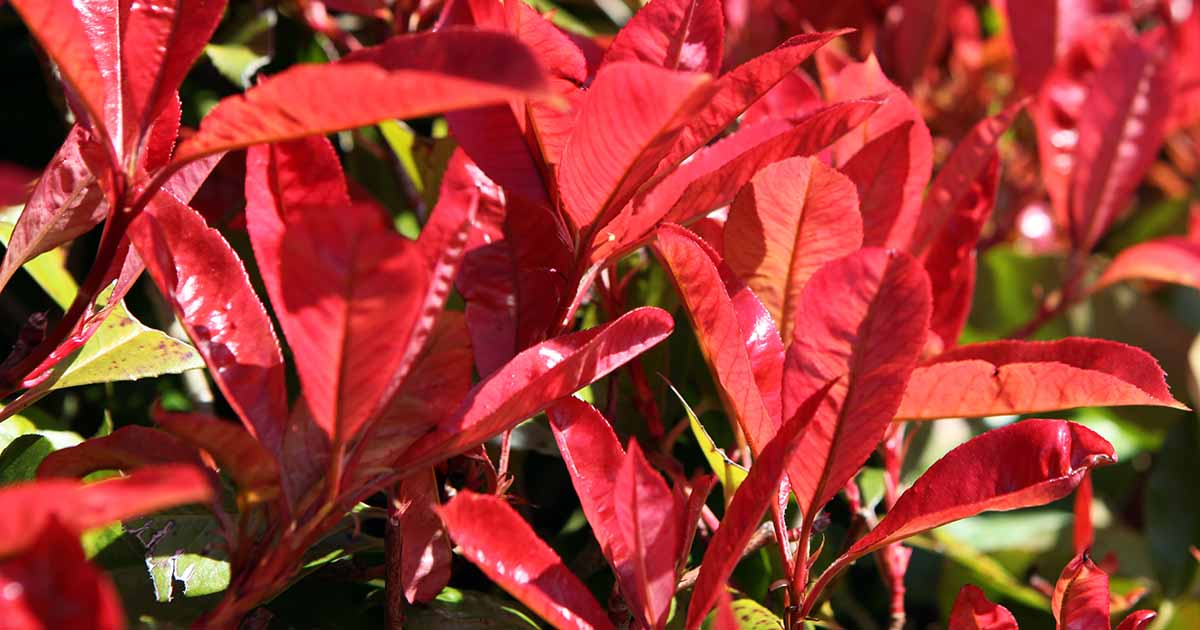 Red Tip Photinia fraserii Black Jack (Photinia x)