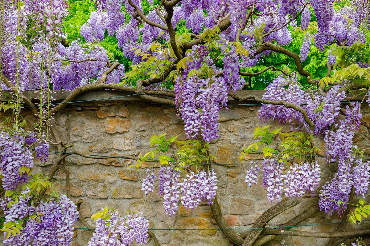 Chinese Wisteria Blue Pacific (Wisteria sinensis)