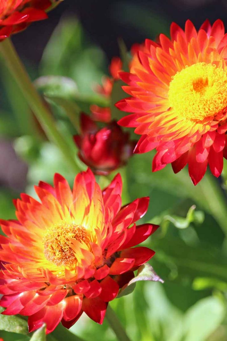 Strawflower Nielsens Gold (Xerochrysum) - Ladybird Nursery