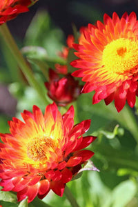 Strawflower Nielsens Gold (Xerochrysum)