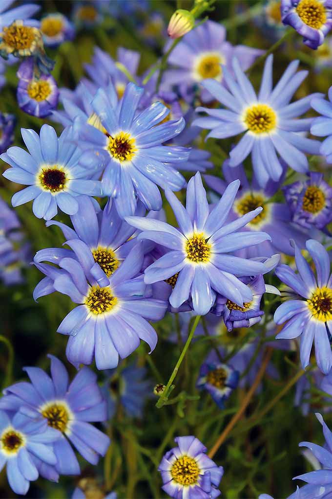 Swan River Daisy Fresco Mix (Brachyscome)