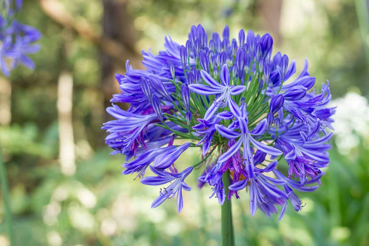 Agapanthus spp. Blue