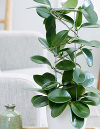 Wax Plant (Hoya australis)