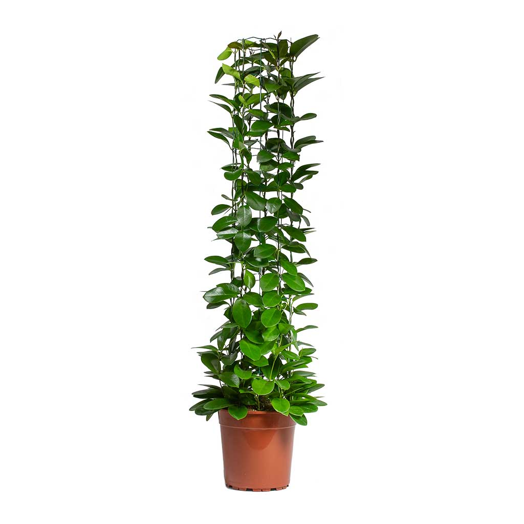 Wax Plant (Hoya australis) - Ladybird Nursery