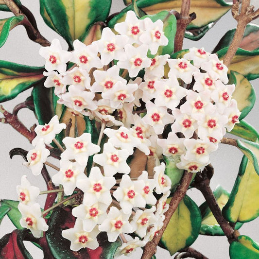 Hoya carnosa 'Purple Pride'