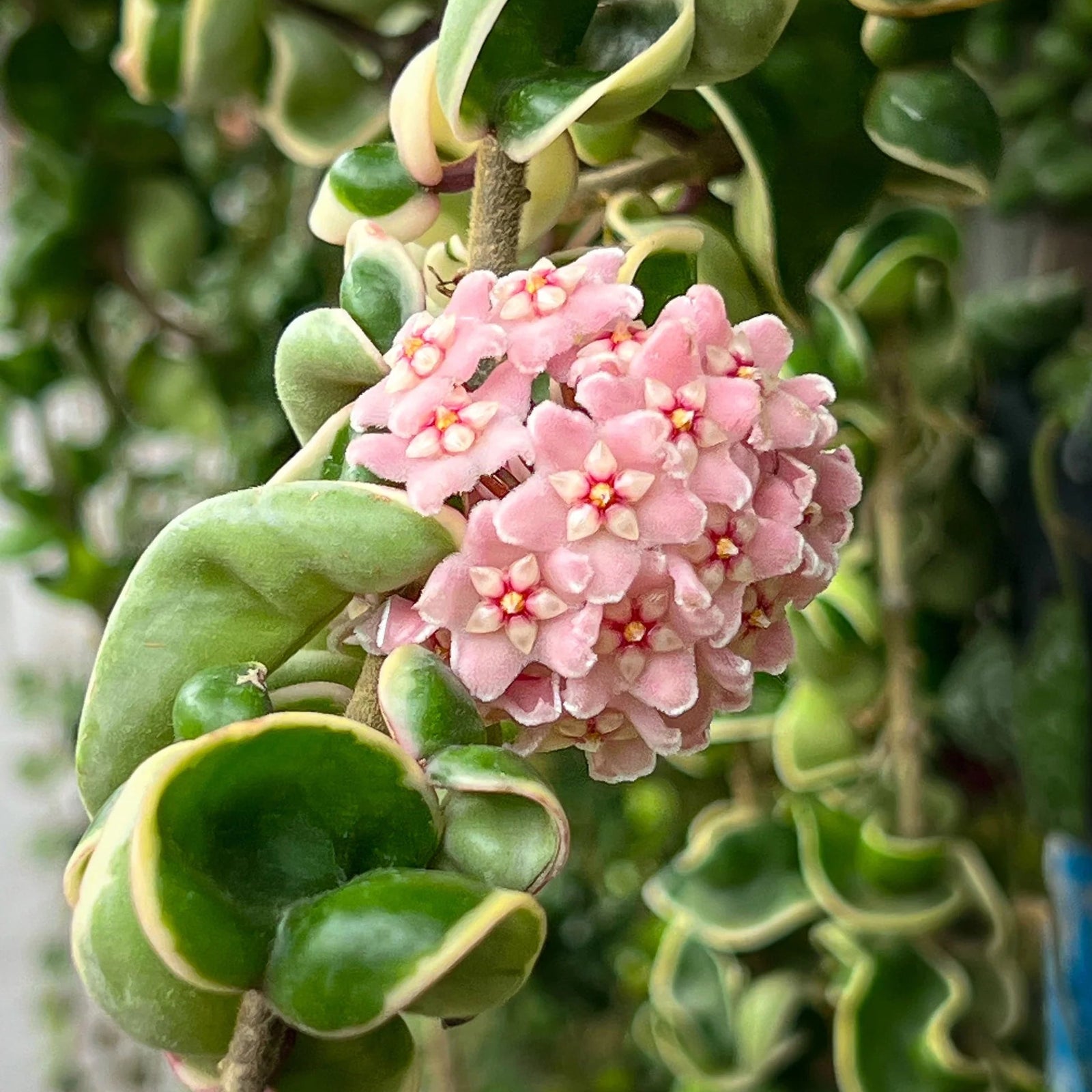 Hoya carnosa 'Compacta' Variegata - Ladybird Nursery