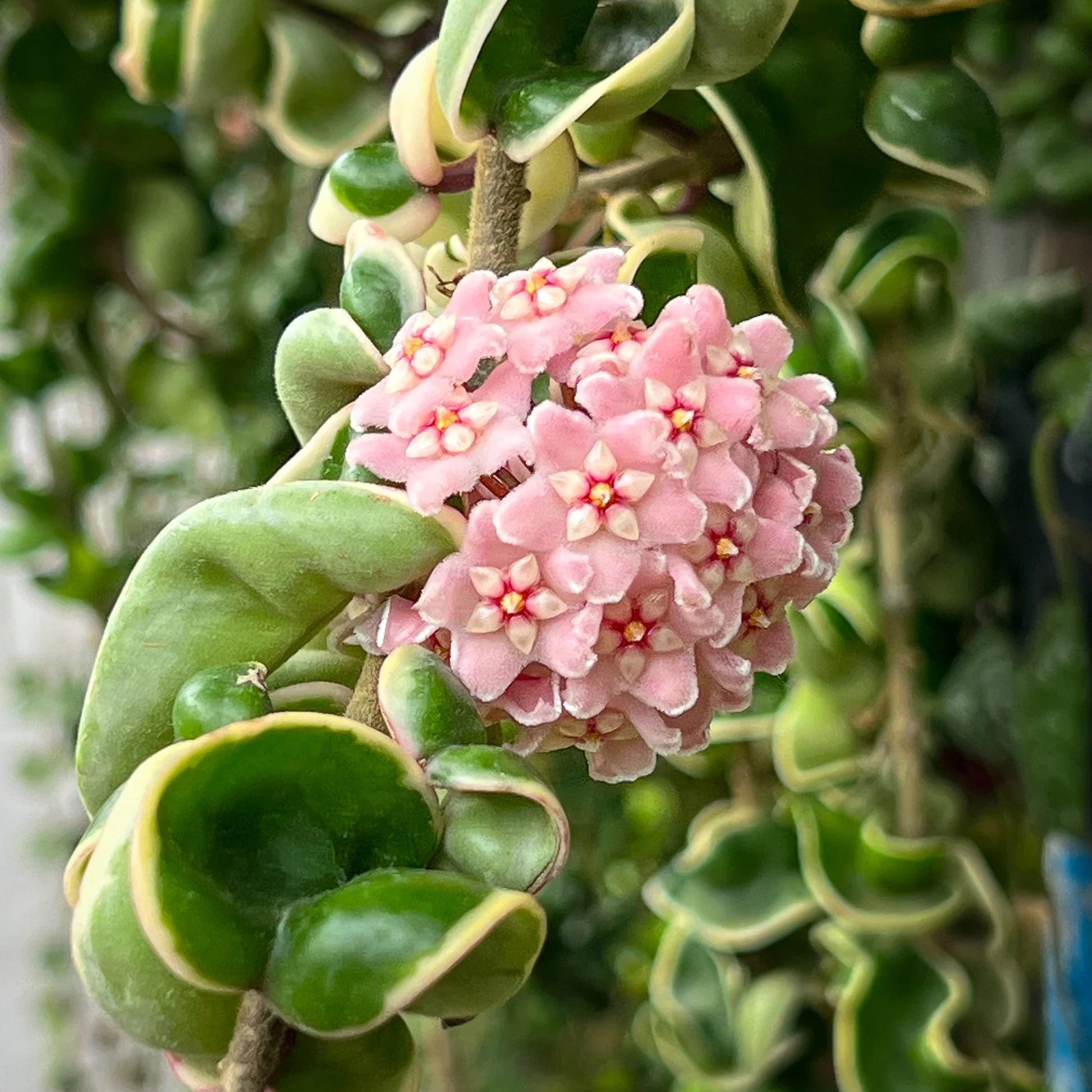 Hoya carnosa 'Compacta' Variegata - Ladybird Nursery