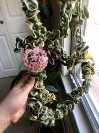 Hoya carnosa 'Compacta' Variegata - Ladybird Nursery