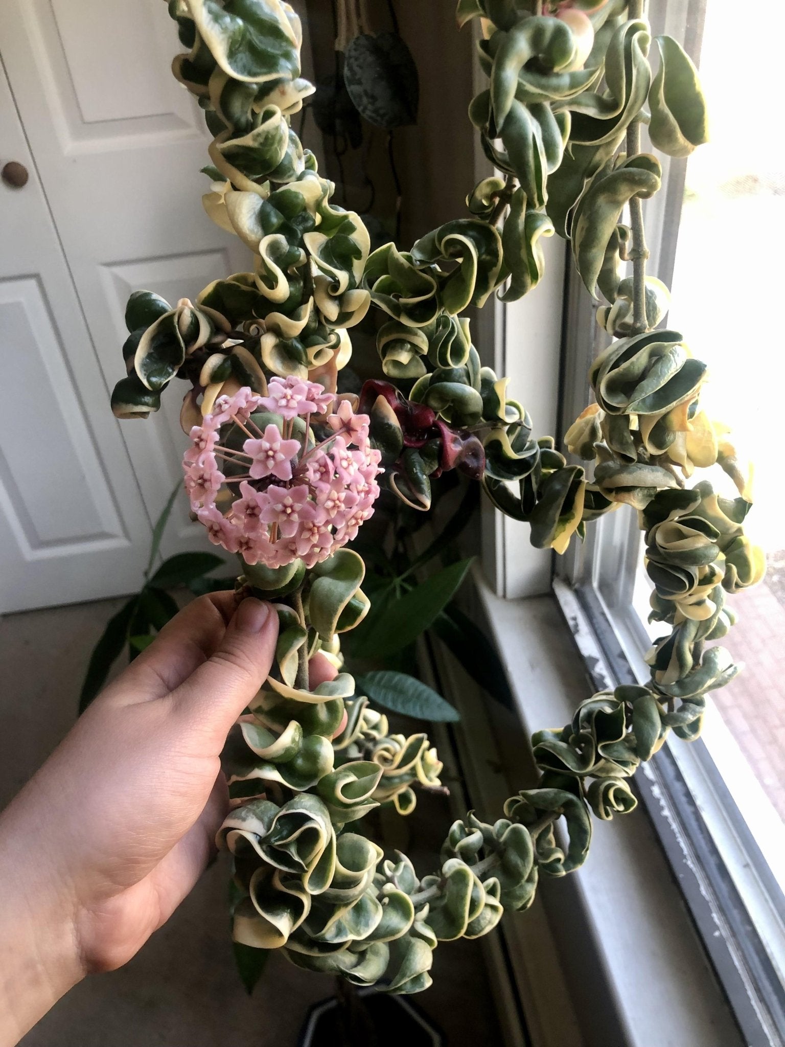 Hoya carnosa 'Compacta' Variegata - Ladybird Nursery
